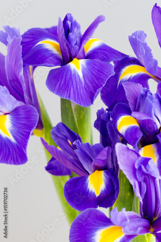 Fototapeta Naklejka Na Ścianę i Meble -  Purple iris flower on the yellow background.