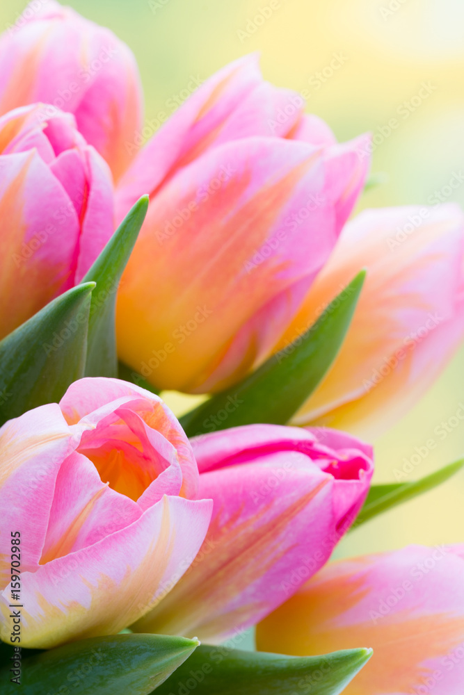 Spring flowers. Tulip bouquet on the bokeh background.