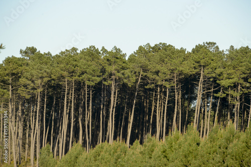 Pin maritime, Pin des Landes,  Pinus pinaster, Foret Landaise, 33, Gironde