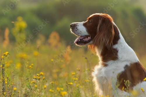 Dog portrait, irish red and white setter on golden sunset background, outdoors, horizontal photo