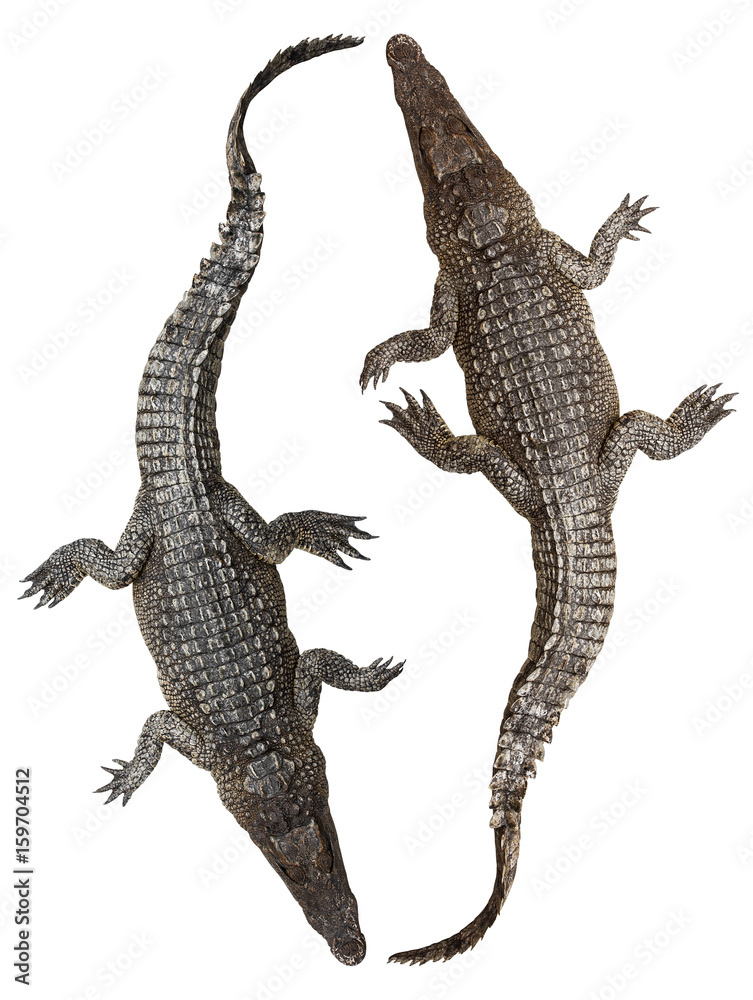 Naklejka premium Crocodile isolated