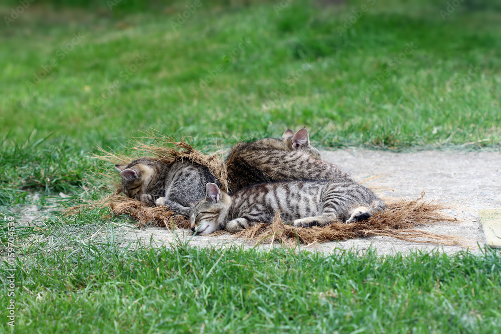 Sleeping cat with kittens Sleeping cat with kittens