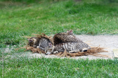 Sleeping cat with kittens © siloto