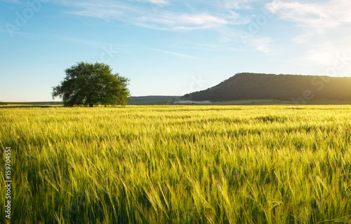 Field of wheat in the morning. Lonely tree in the meadow. Composition of nature