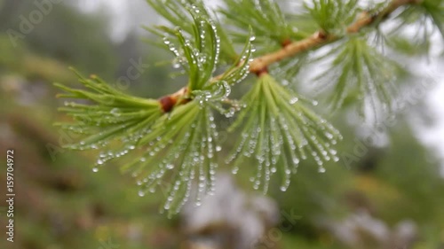 detail od a green larch branch with water drops photo