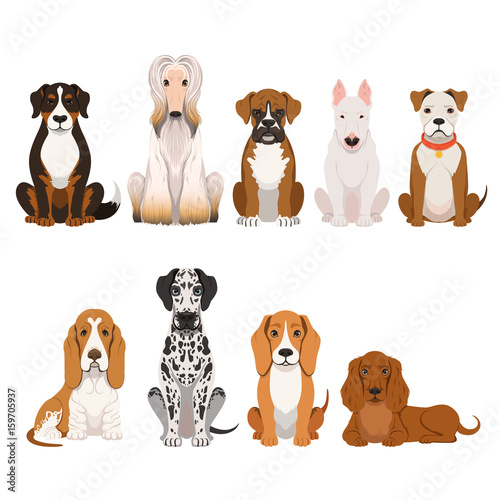 Different breeds of dog. Group of domestic animals in cartoon style. Vector illustrations set