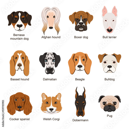 Different dogs. Vector illustrations set isolate on white