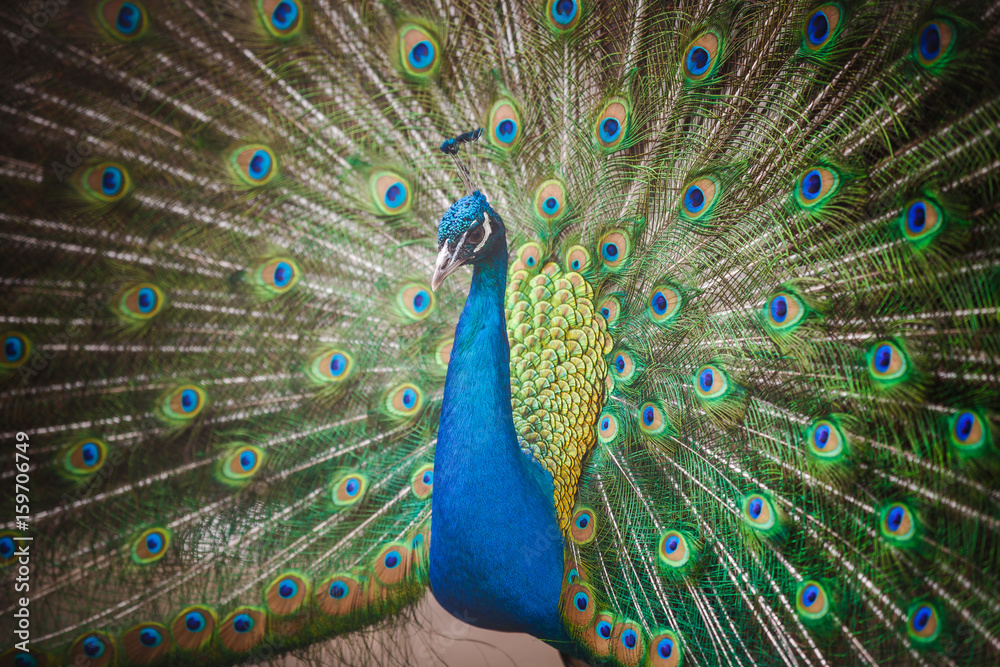 Obraz premium peacock