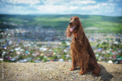A dog sits high in the mountains on a stone cliff on the background of clouds and village houses. Irish red setter smiles. Beautiful landscape view