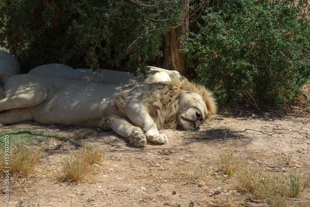 lion blanc lion blanc