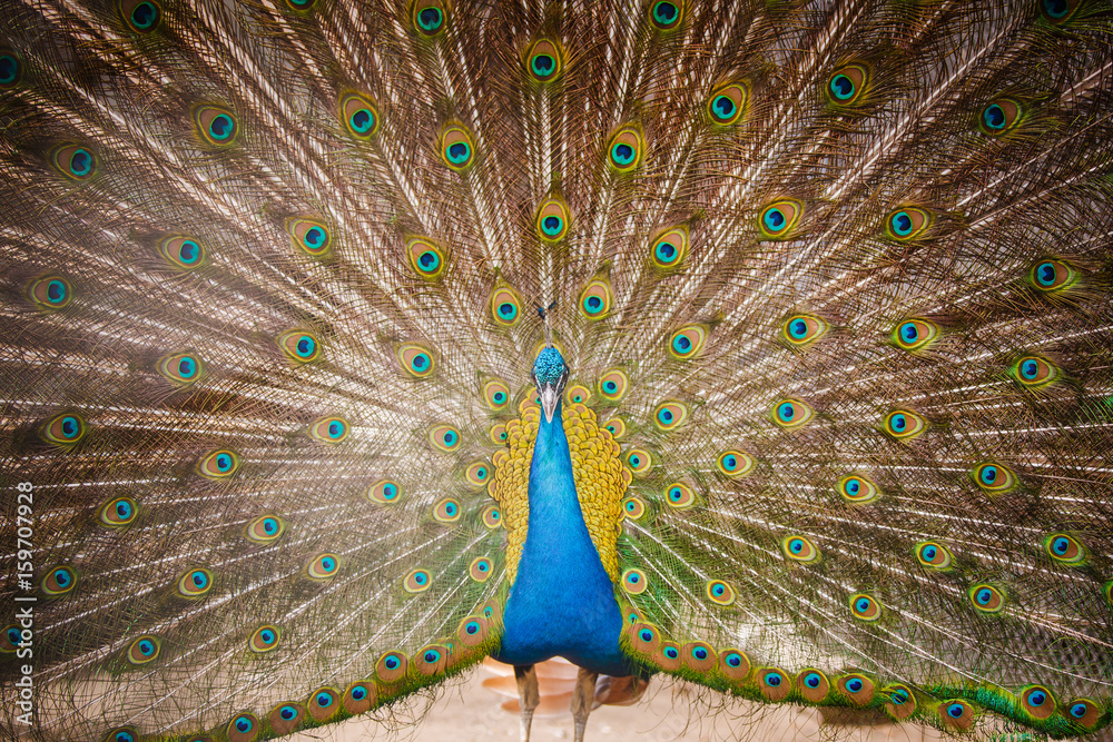 Obraz premium peacock