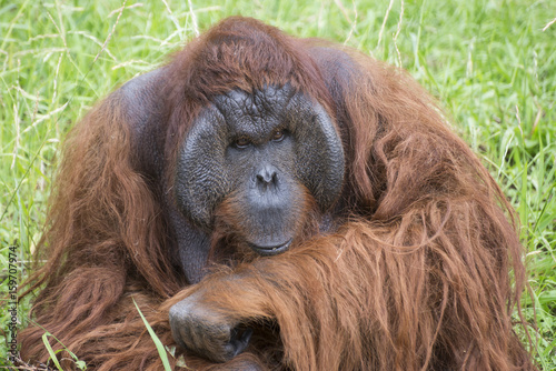 Portrait of orangutan