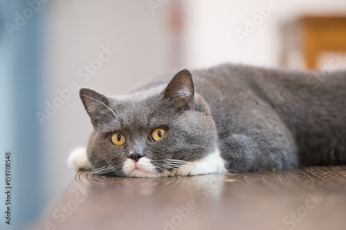 The gray British cat, lay on the table