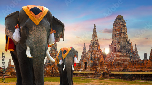 Elephant at Wat Chaiwatthanaram temple in Ayuthaya Historical Park, a UNESCO world heritage site, Thailand © coward_lion