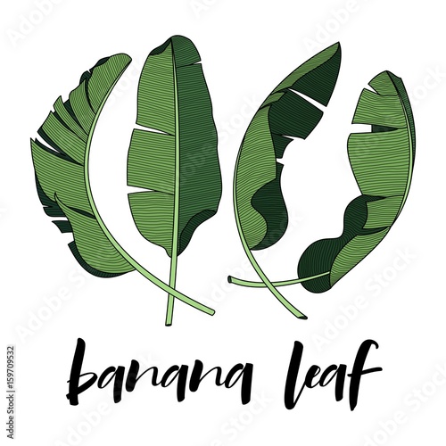 banana leaf design element for tropical theme