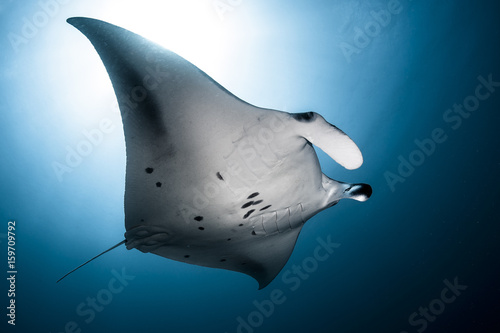 Manta flight