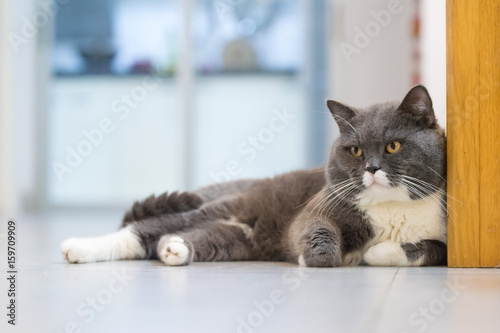The gray British Shorthair cat, lying on the floor
