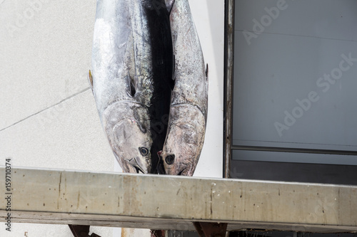 Atlantic Bluefin tuna caught by the Almadraba maze net system being unloaded at harbor pier. photo