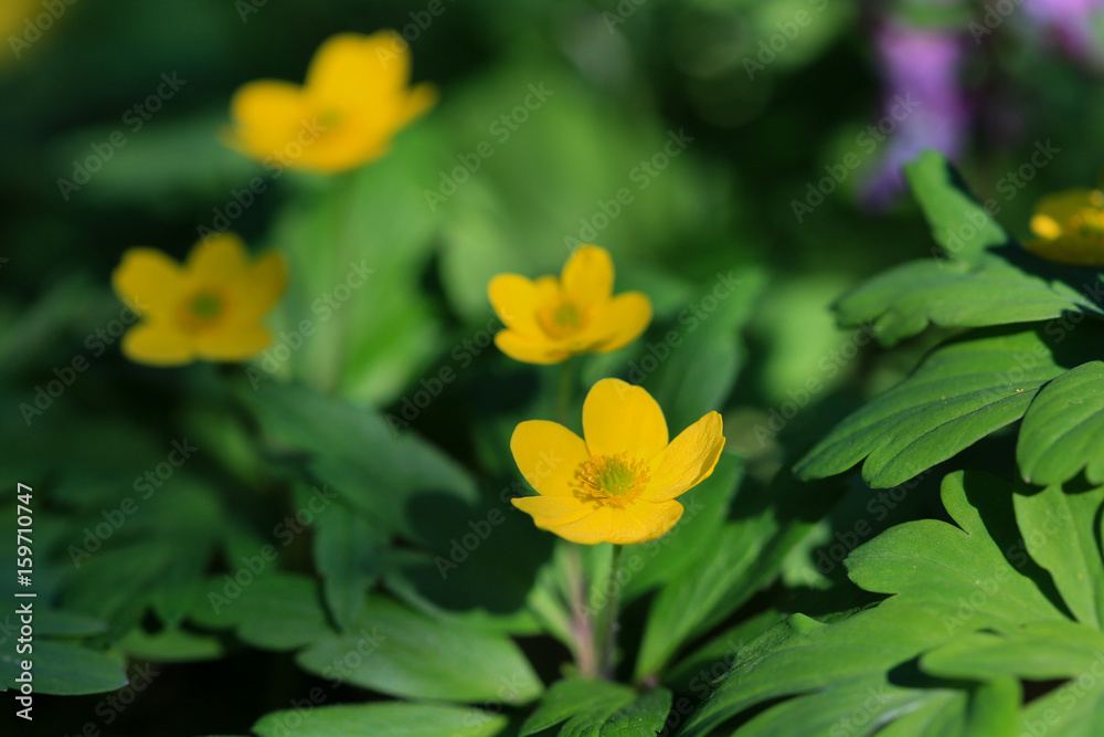 Yellow anemone poisonous flower