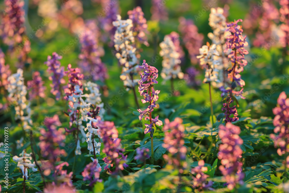 Corydalis cava