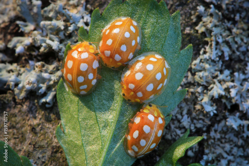 Obraz na płótnie Orange ladybird bugs w salonie