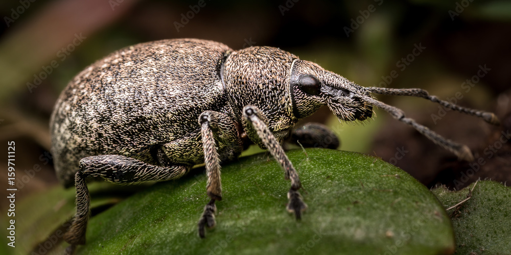 Nettle Weevil bug