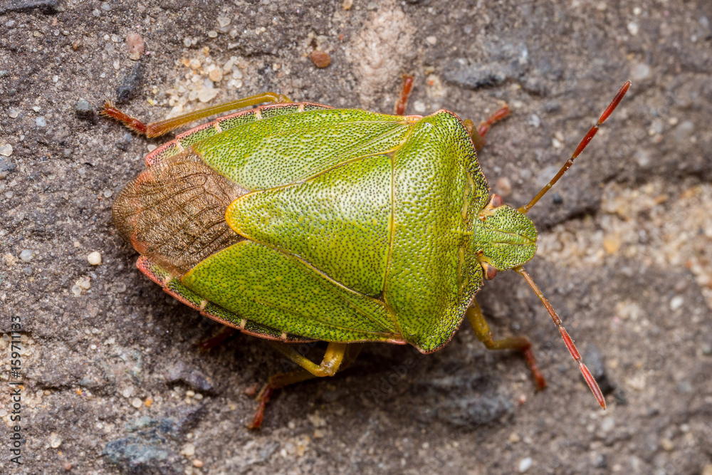 Green shield bug high quality macro