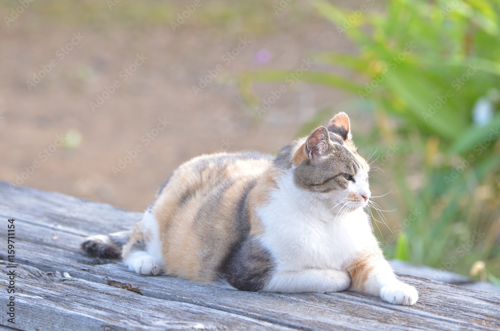 庭でくつろぐ猫 庭でくつろぐ猫