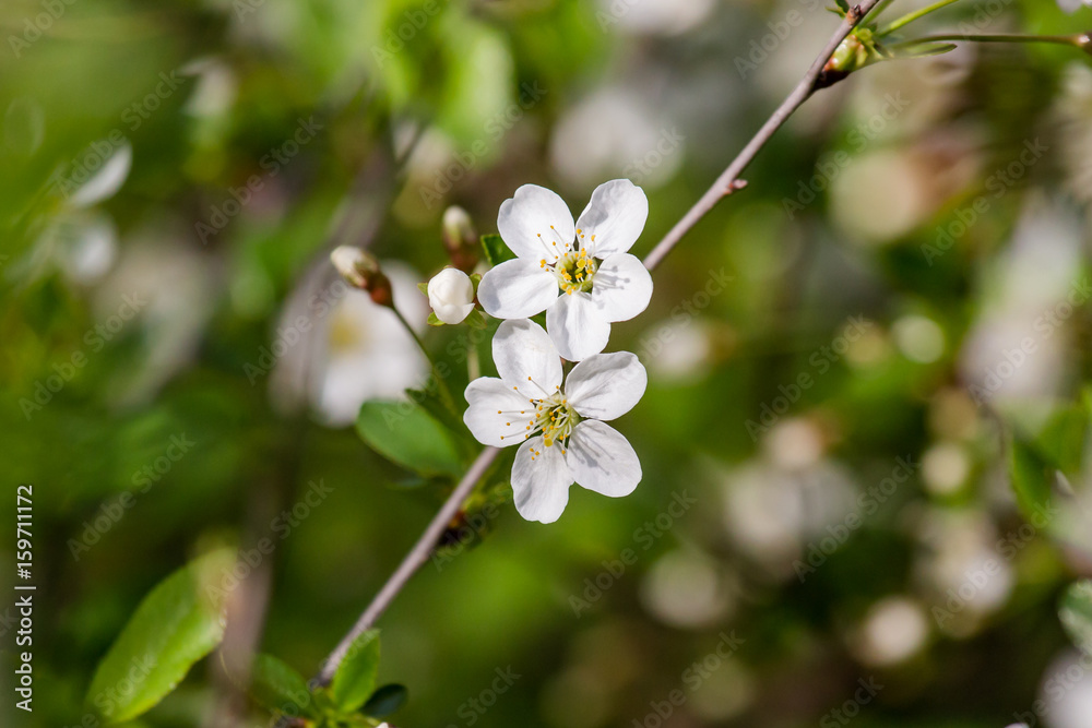 Cherry flowers