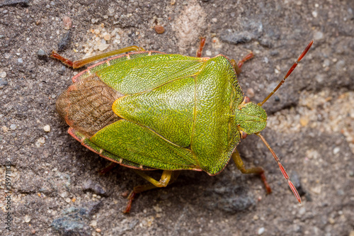 Obraz na płótnie Green shield bug high quality macro w salonie
