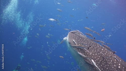 Whale shark with open mouth 