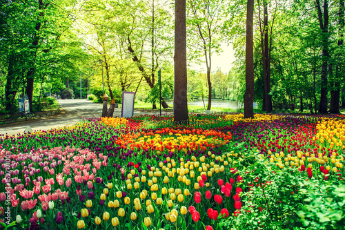 Fototapeta Naklejka Na Ścianę i Meble -  Amazing blooming tulips in the spring city park.