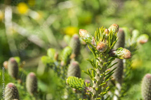 The view of pine branch with young green cones in summer sun, Mountain pine