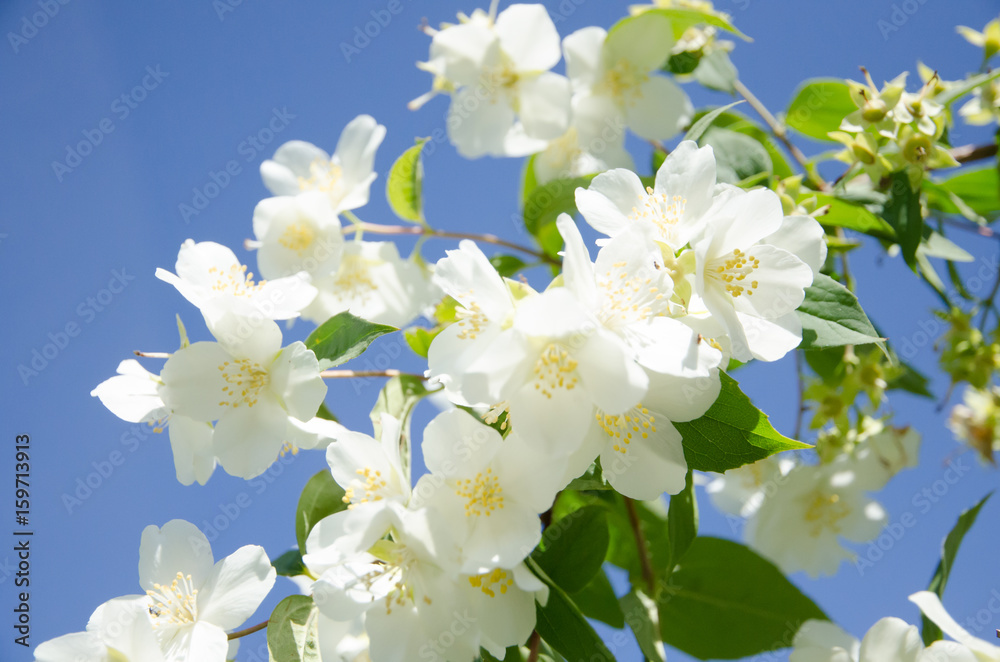 White flowers and green leaves with a blue sky on the background. White flowers and green leaves with a blue sky on the background.