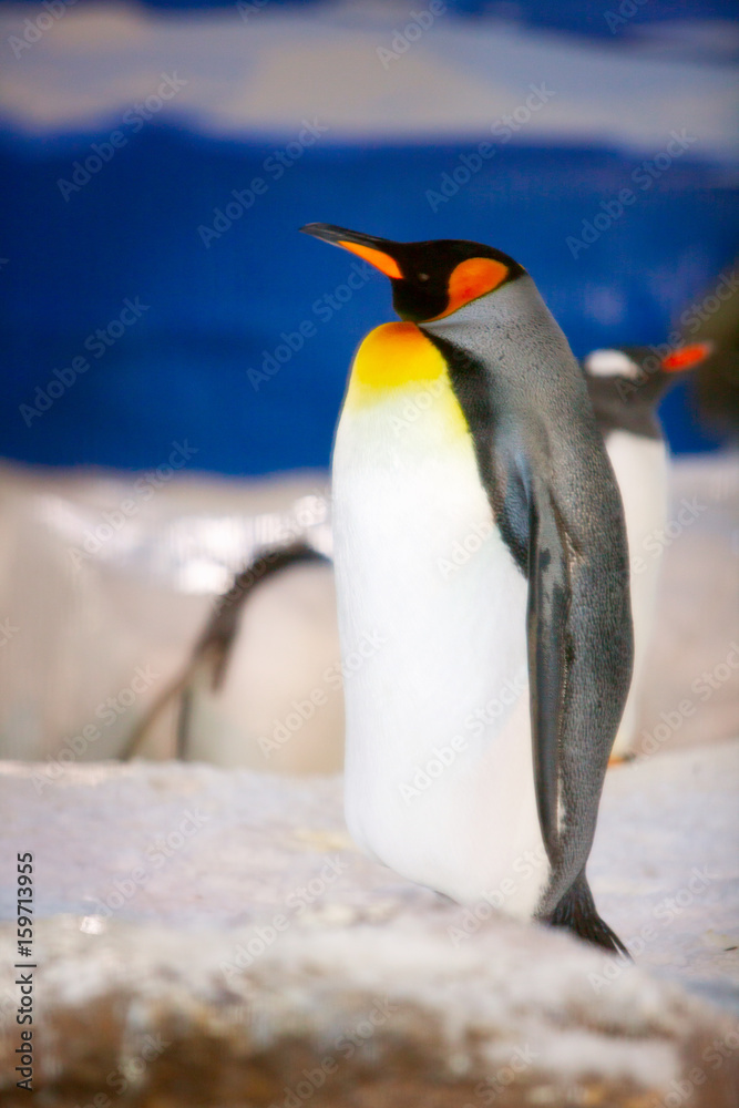 Fototapeta premium Emperor penguin