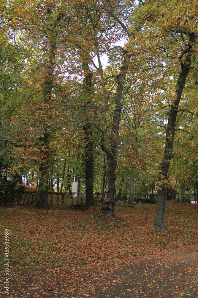 Naklejka premium An autumn forrest