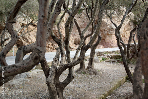 Olive trees