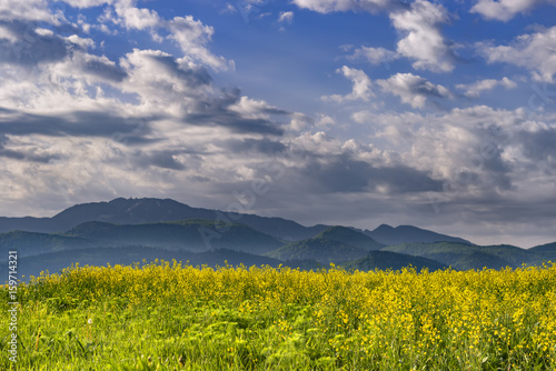 Beautiful spring background with colorful bright yellow rapeseed  Brassica napus  crops and dramatic deep blue cloudy sky and hazy mountains in the background