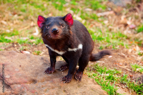 Tasmanian Devil, Australia photo