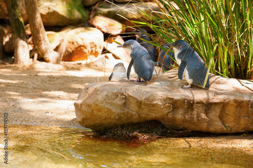 Little penguins in the Wildlife Park in Australia