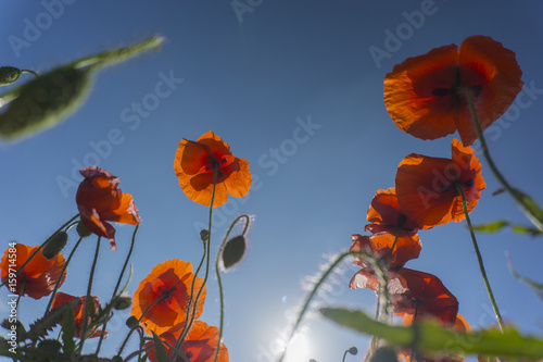 Beautiful field red poppies with selective focus. Opium poppy. Natural drugs.