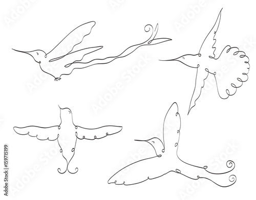 colibri symbol line art set on white. flying birds. stylized drawing by hand hummingbirds. vector illustration