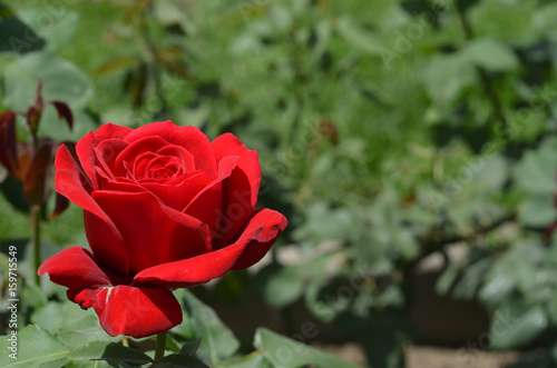 Red roses in the garden