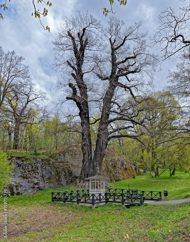 Old oak tree. Waldermarsudde, Stockholm, Sweden