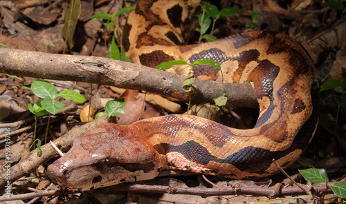 Acrantophis madagascariensis photo