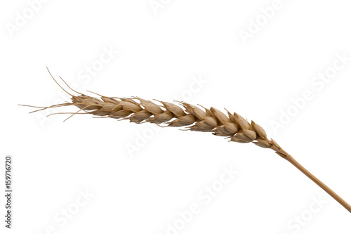 Wheat-ear on a white background