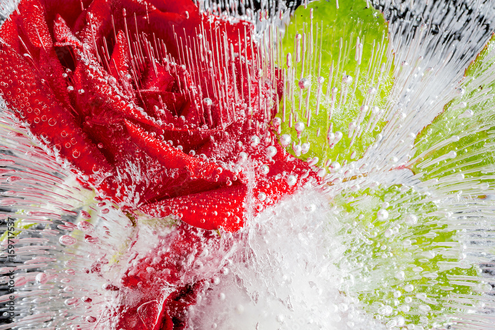 Obraz premium The composition of red roses frozen in ice on a black background
