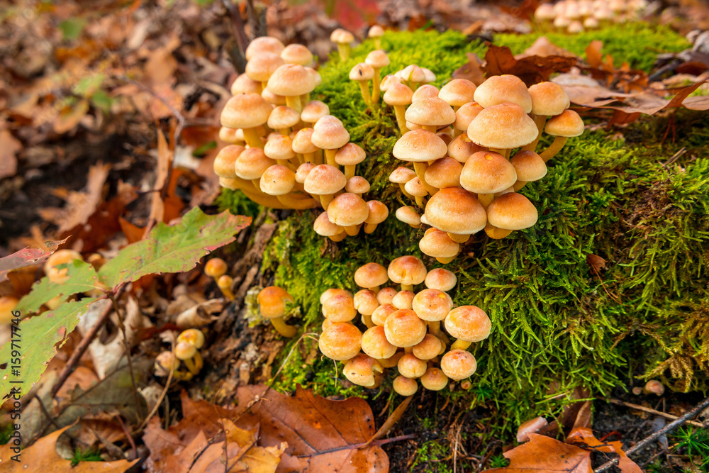 yellow mushrooms on a stump among the moss and yellow leaves yellow mushrooms on a stump among the moss and yellow leaves