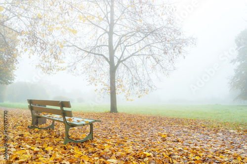 bench in a autumn park: early morning scene