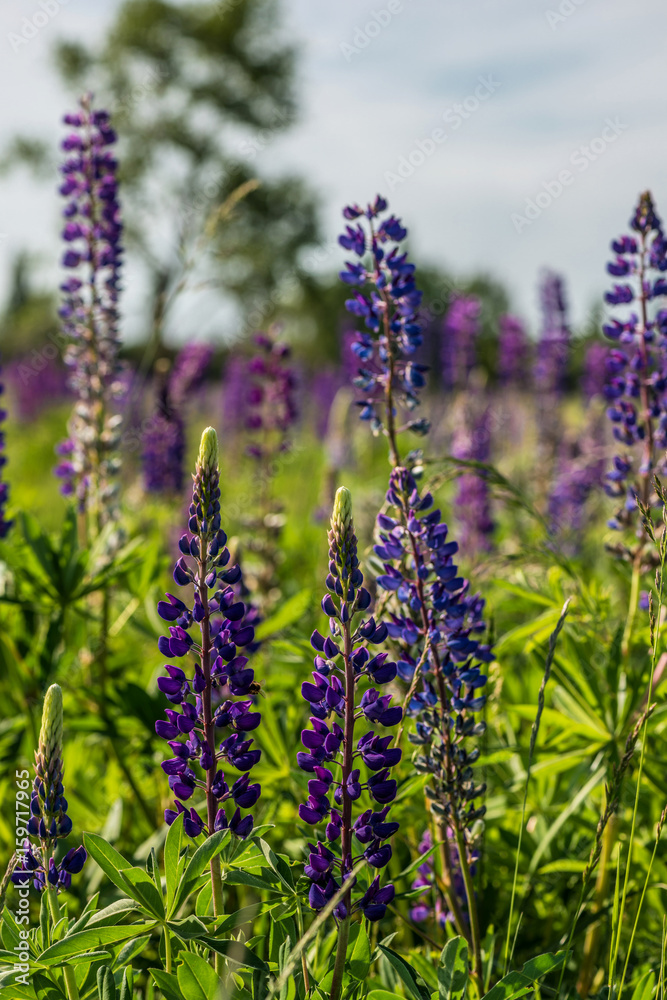 Wild flower garden with lupine field Wild flower garden with lupine field